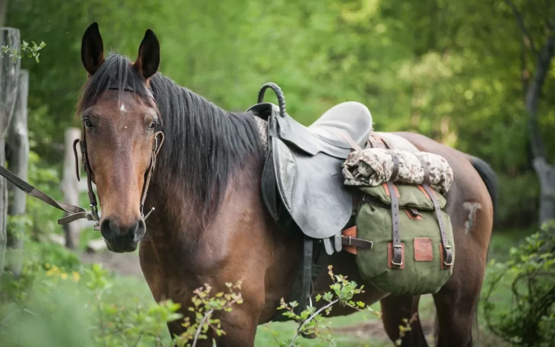 What is bridle in a horse & How does a bridle bag work? Or Benifits of bridle bags.