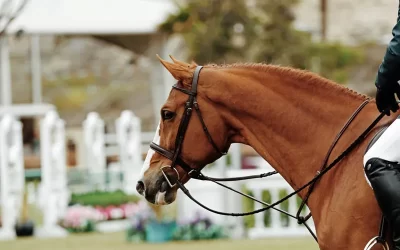 A Symphony of Craftsmanship: The Inara Arts Horse Bridle