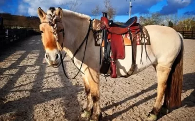 What is the Importance of Australian Saddle for Horse Riding?