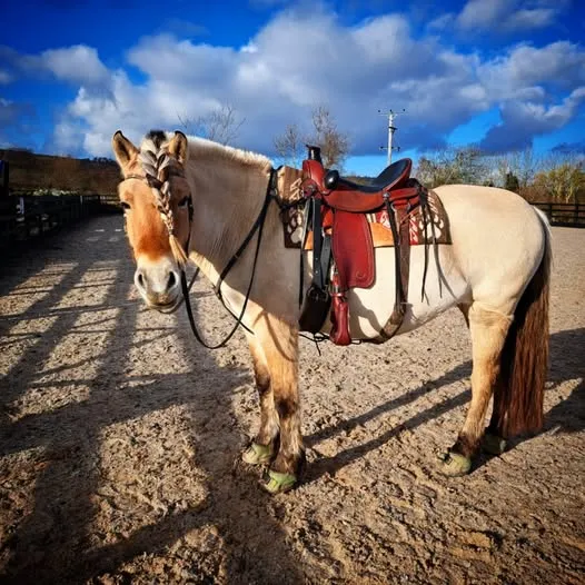 What is the Importance of Australian Saddle for Horse Riding?