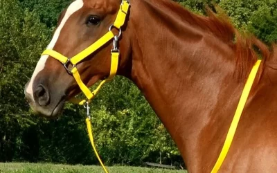 Rope Halters for Horses: A Complete Guide