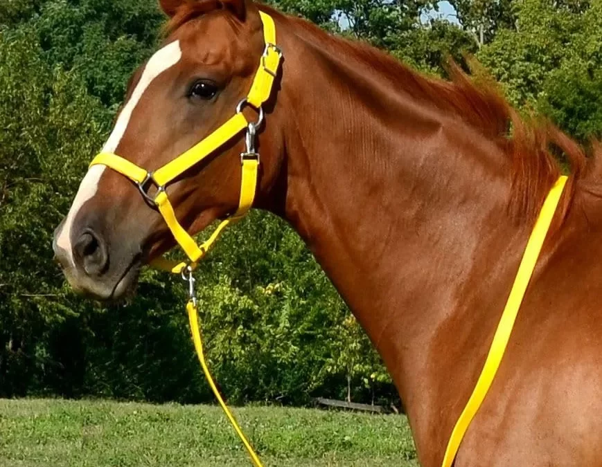 Rope Halters for Horses: A Complete Guide